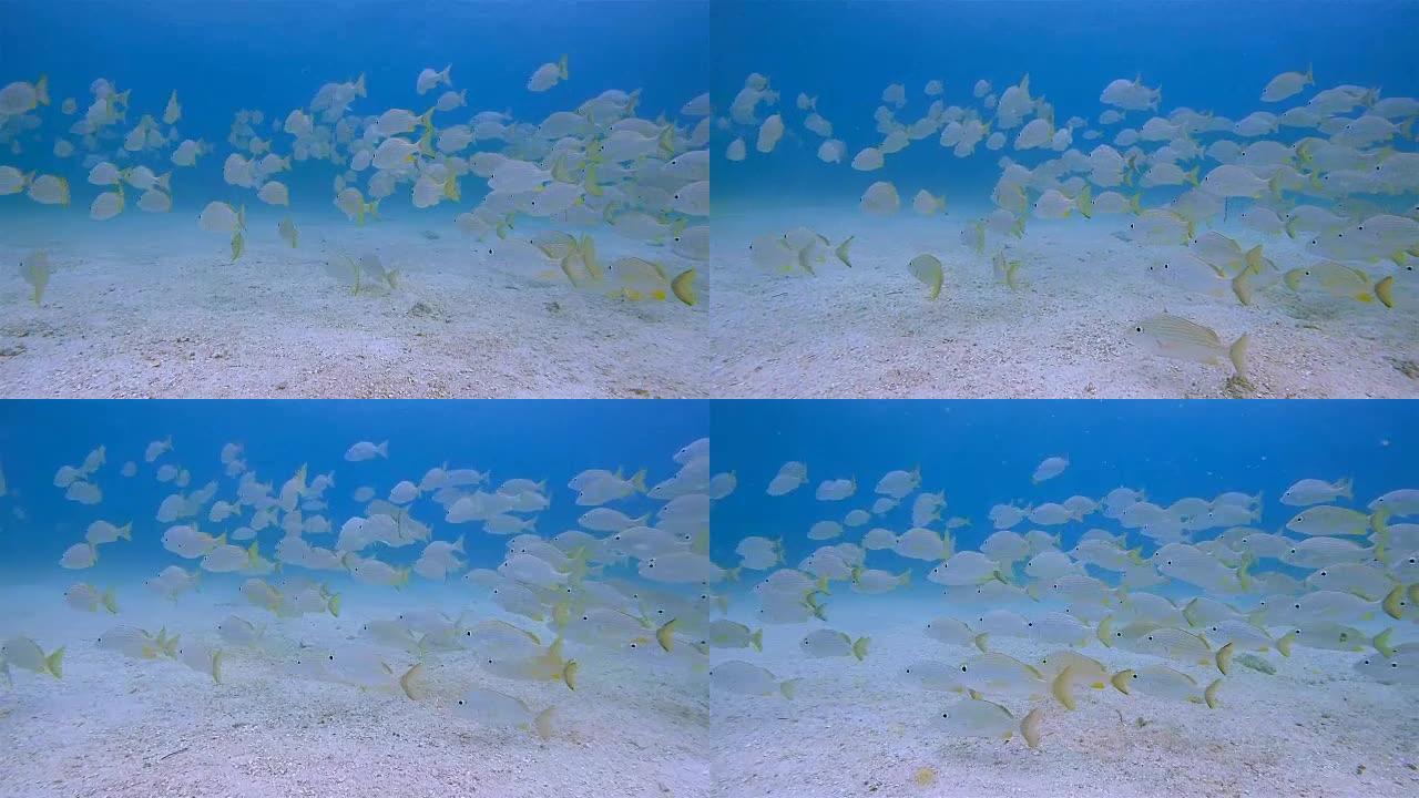 一群黄色鲷鱼在加勒比海-伯利兹堡礁/龙涎香礁