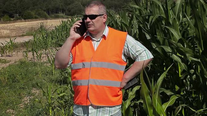 农民用智能手机在玉米田附近行走