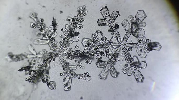 两片雪花正在融化