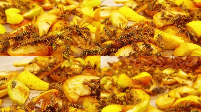 黄蜂爬行黄蜂宏观的吃梨视点