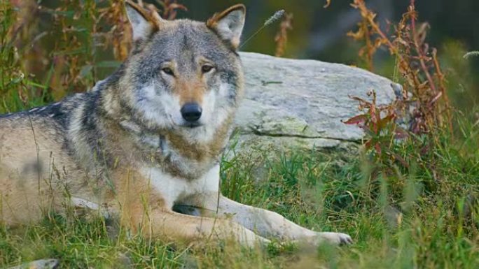 大型成年雄性灰狼在森林中休息