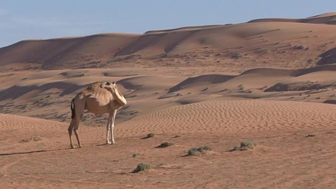 阿曼沙漠中的孤独骆驼在沙丘之间吃干草