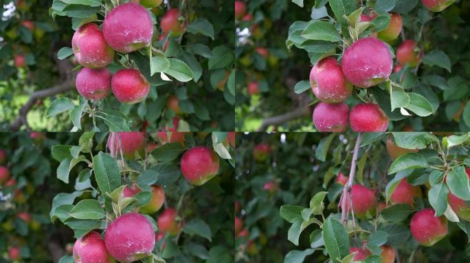 收获时挂在树上的红色乔纳森苹果的近景