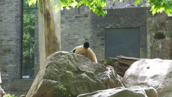 中国大熊猫保护研究中心都江堰基地