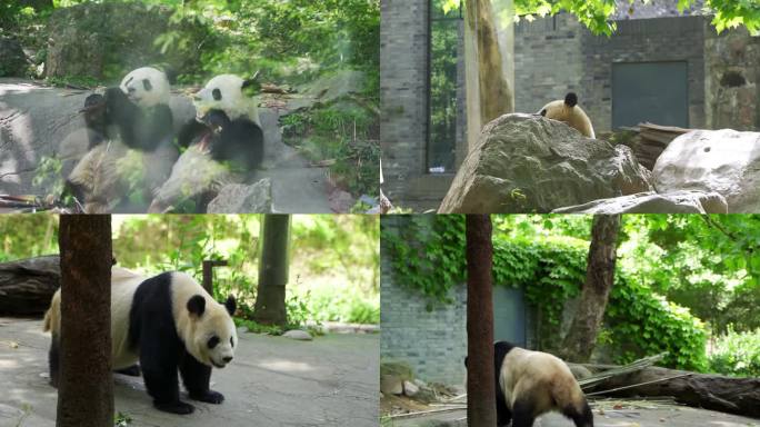 中国大熊猫保护研究中心都江堰基地