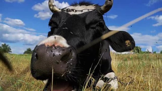 黑色，白牛躺在草地上，咀嚼草。慢动作