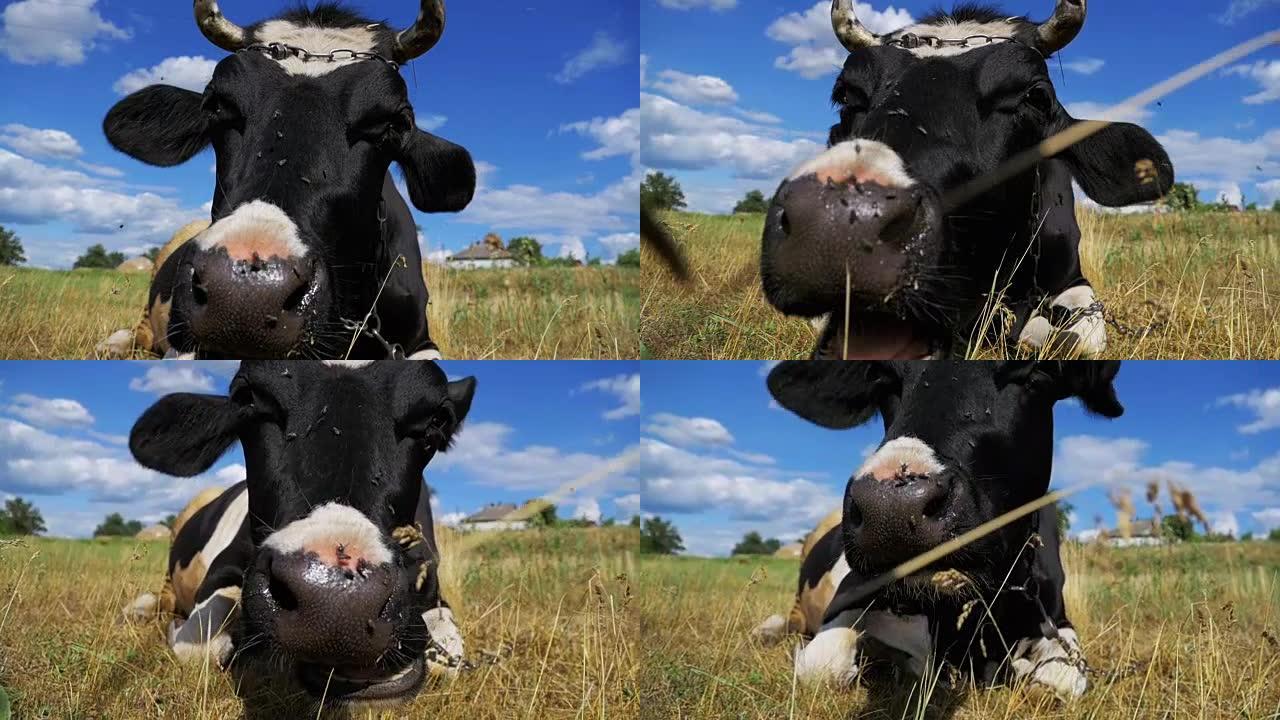 黑色，白牛躺在草地上，咀嚼草。慢动作