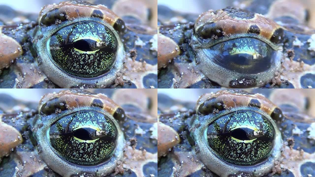 斑点蟾蜍青蛙眨眼。