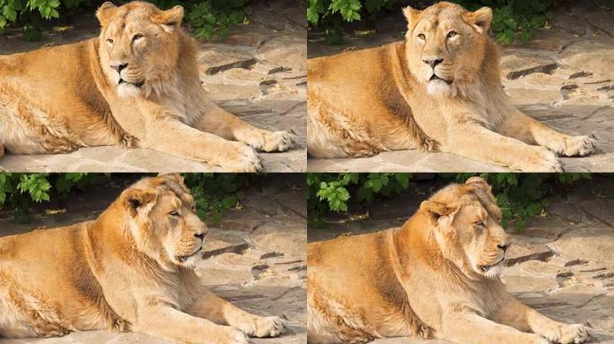 吃完饭后躺在国家公园的岩石上的大毛茸茸的雄性狮子野兽之王的特写