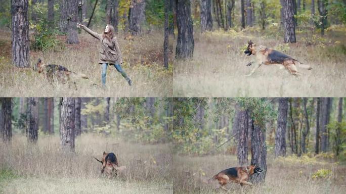 年轻女子在秋天的森林里与牧羊犬玩耍-奔跑着扔棍子