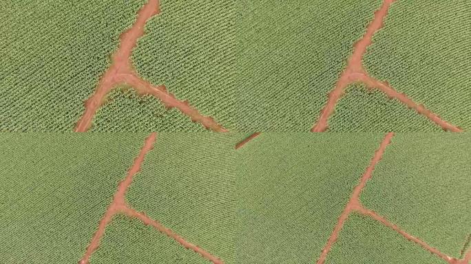玉米种植园鸟瞰图