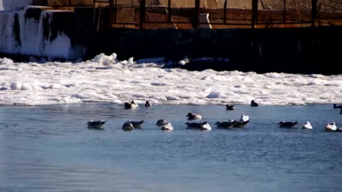 海鸥坐在冰雪覆盖的海面上