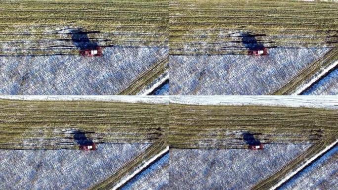 4K.第一场雪后玉米地里的联合收割机!收割机正在切割成熟的干玉米。初冬降下第一场雪。飞行和起飞，空中