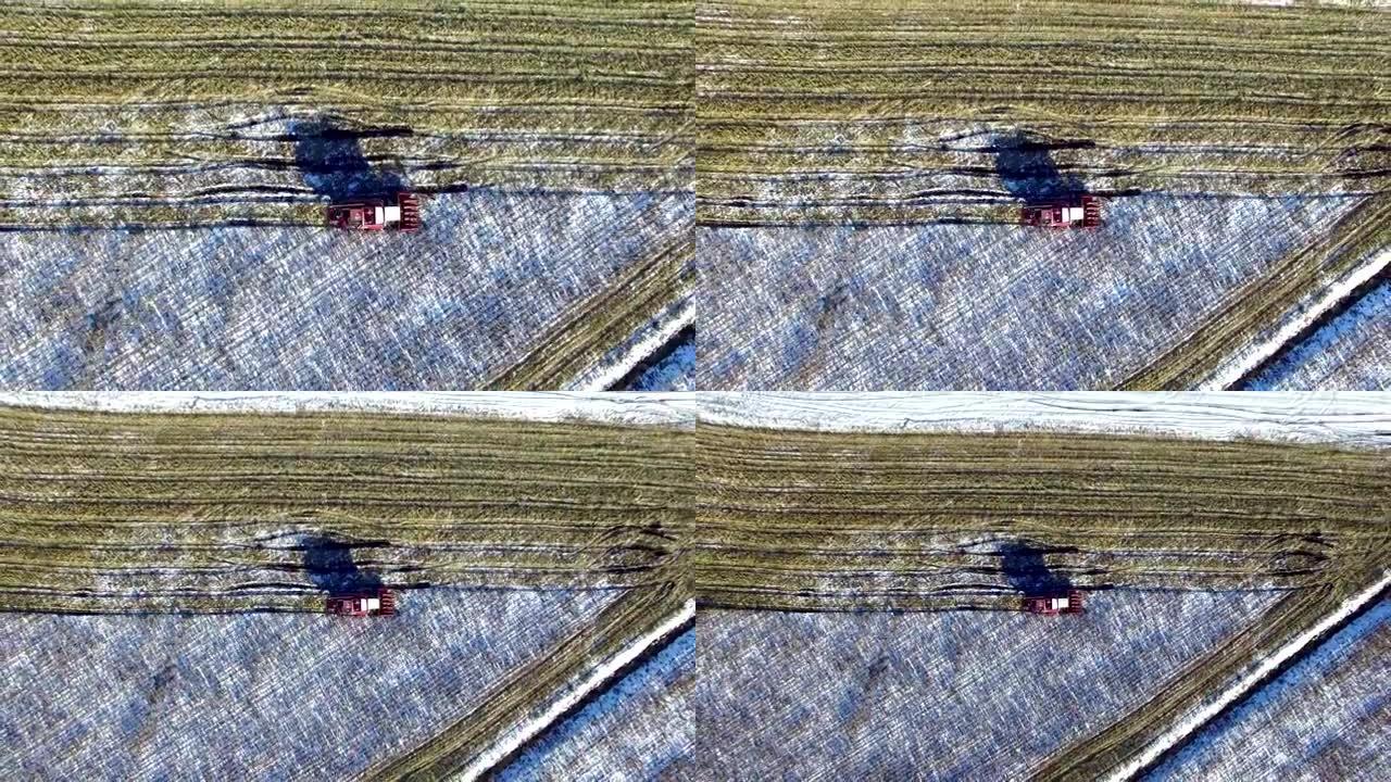 4K.第一场雪后玉米地里的联合收割机!收割机正在切割成熟的干玉米。初冬降下第一场雪。飞行和起飞，空中