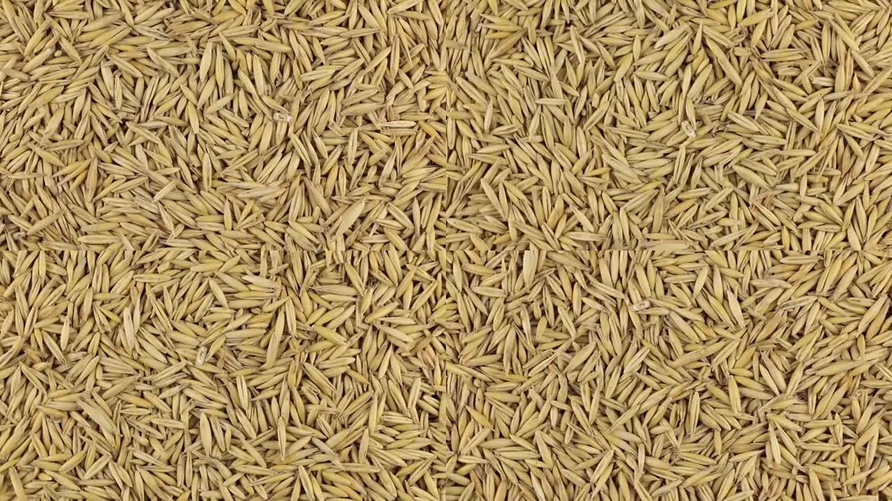 燕麦颗粒堆的缓慢旋转