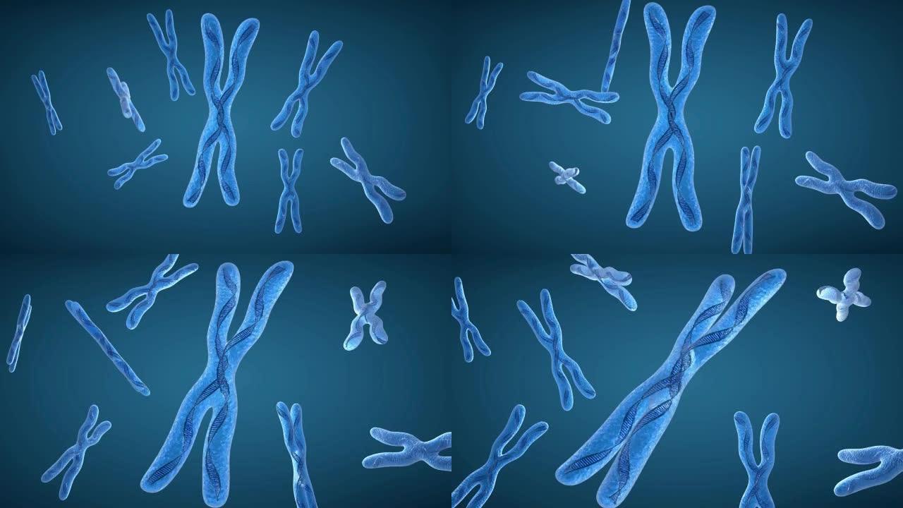 x染色体和DNA链