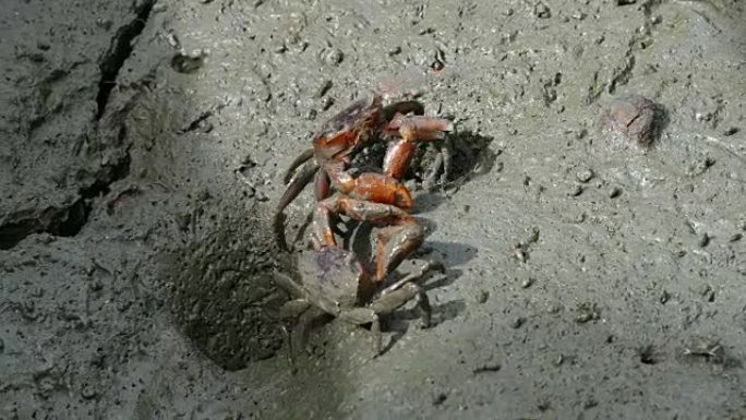 海滩上的警报鬼蟹 (Ocypode ryderi)