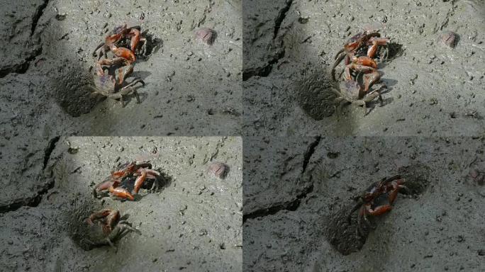 海滩上的警报鬼蟹 (Ocypode ryderi)
