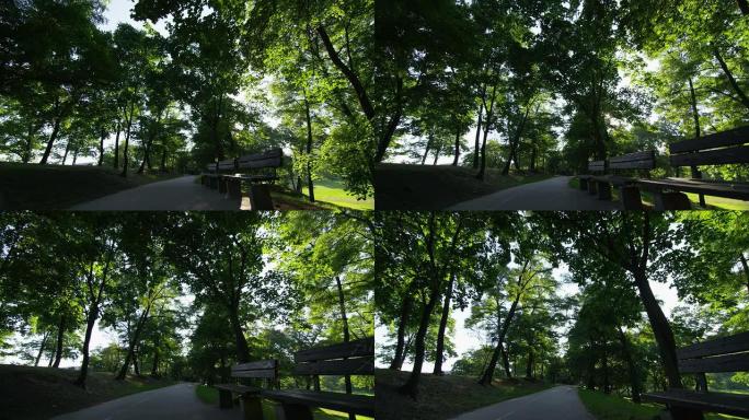公园小径早晨的阳光树长椅
