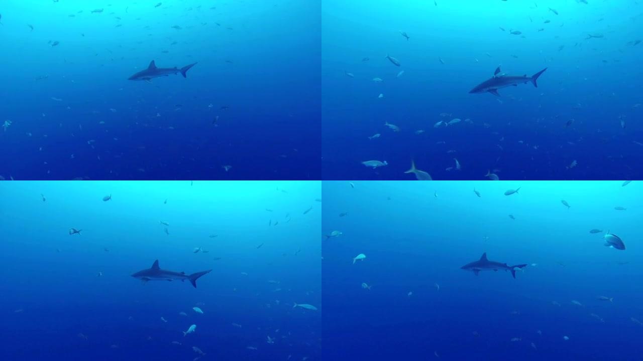 加拉帕戈斯鲨鱼