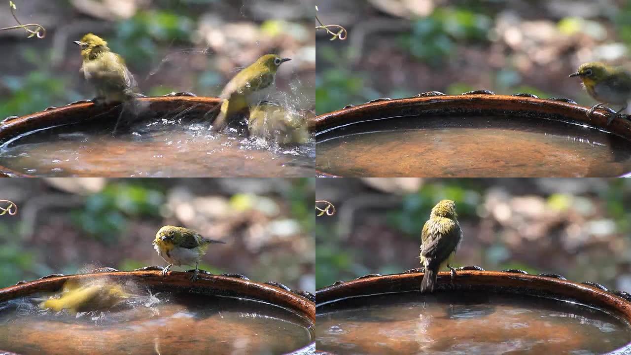 鸟儿 (东方白眼) 在小水池里玩水