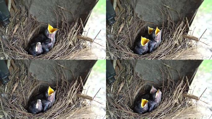 东方喜鹊的饥饿幼体 -- 知更鸟索拉里斯，呼唤食物。