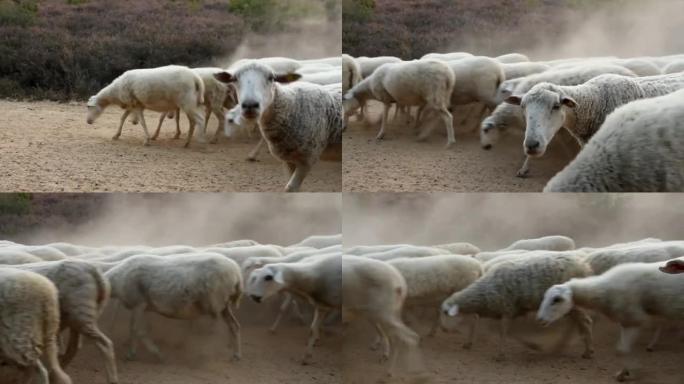 尘土飞扬的道路上的绵羊
