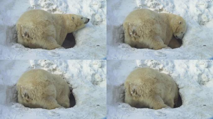 一只白熊挖了一个巢穴