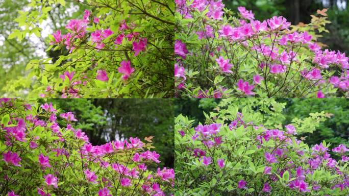 杜鹃花开-山花烂漫-春天花开