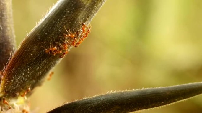 竹子上的蚂蚁
