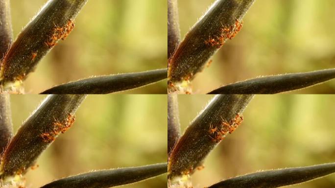 竹子上的蚂蚁