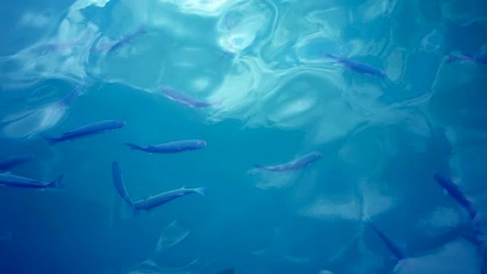 在碧绿的地中海蓝海中，许多大鱼的俯视图视频。慢动作