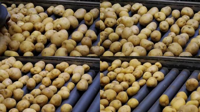 仓库包装线上土豆的分类