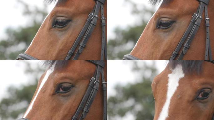 近距离观察一匹美丽的棕色马的眼睛。马眼睛眨着眼睛。慢动作