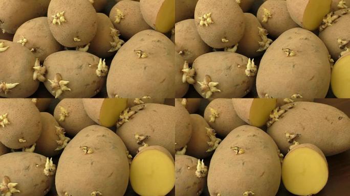 发芽土豆，用于在木质表面上种植