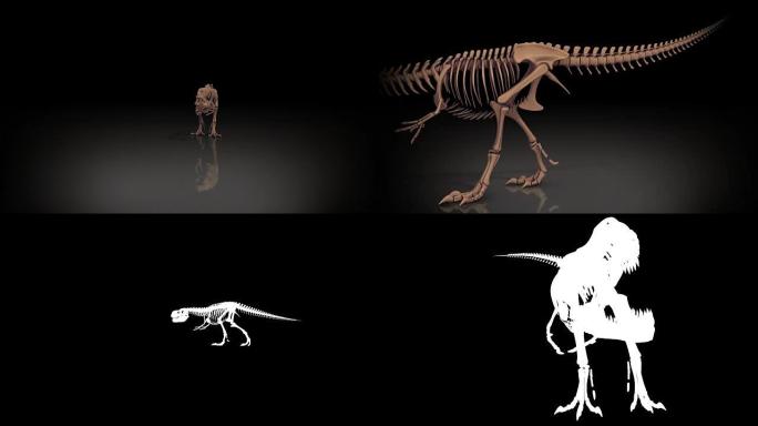 Trex骷髅行走、咆哮3D动画、阿尔法通道