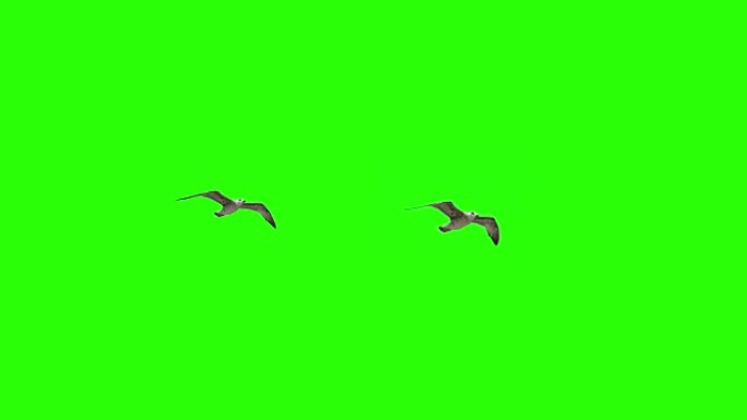 色键上的飞鸟海鸥