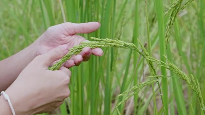 CU: 女人用手温柔地抚摸茉莉花饭