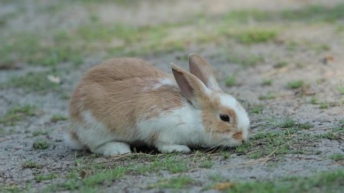 地上可爱的小兔子