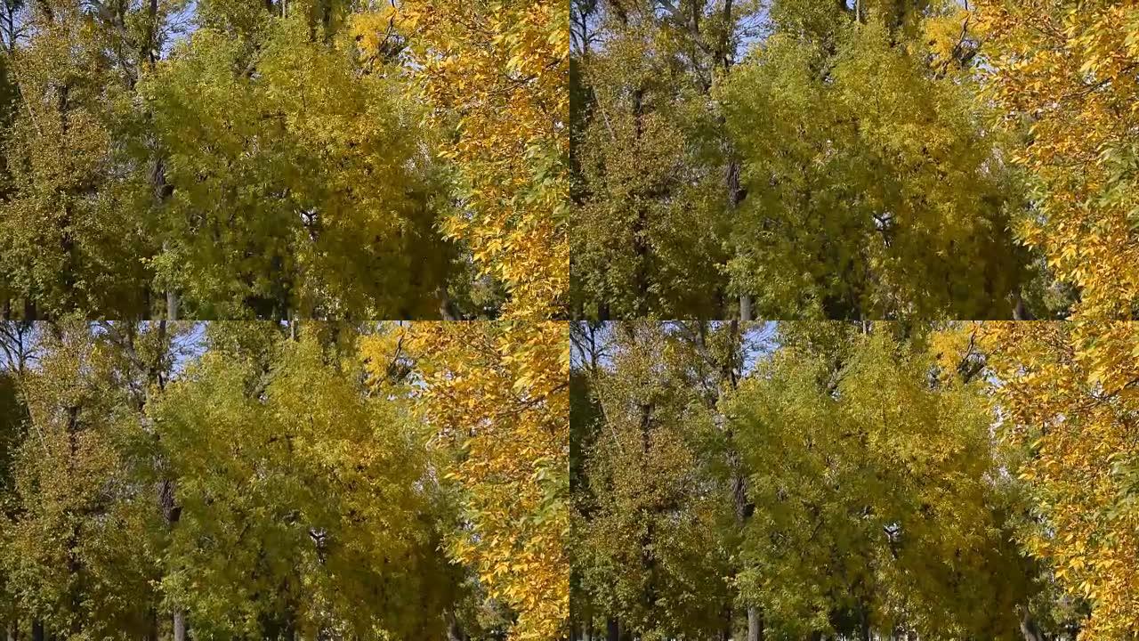 秋天在公园里沙沙作响的树叶
