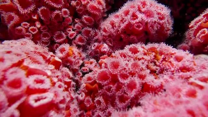 美丽草莓海葵水下运动