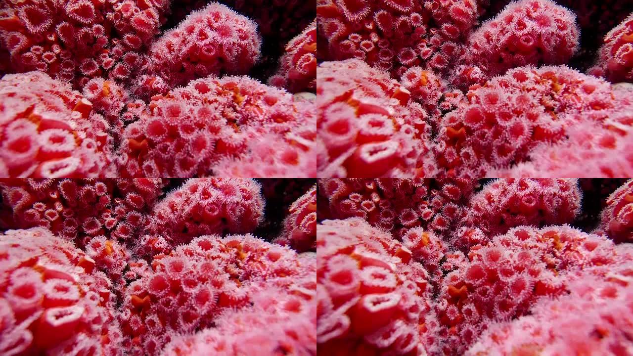 美丽草莓海葵水下运动