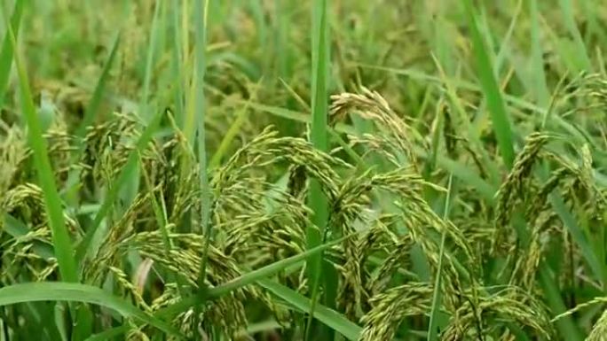 稻田和稻穗