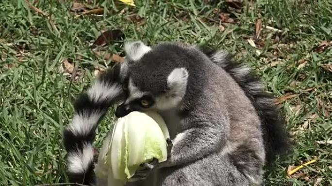 环尾狐猴吃生菜