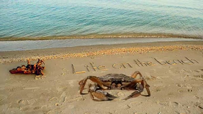 螃蟹和沙滩上的铭文。沙滩上的生命。