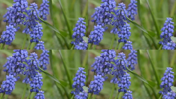 蓝色麝香花，特写