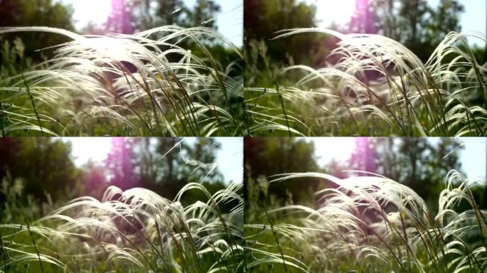 多汁的绿草微距阳光照耀着草叶美丽的背景微距春夏风景美丽的阳光露珠在草地上