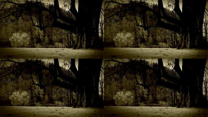 旧电影风格化的镜头，在茂密的森林中清理了一棵可怕的if树