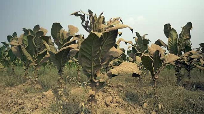 尘土干燥土壤中烟草植物的特写镜头