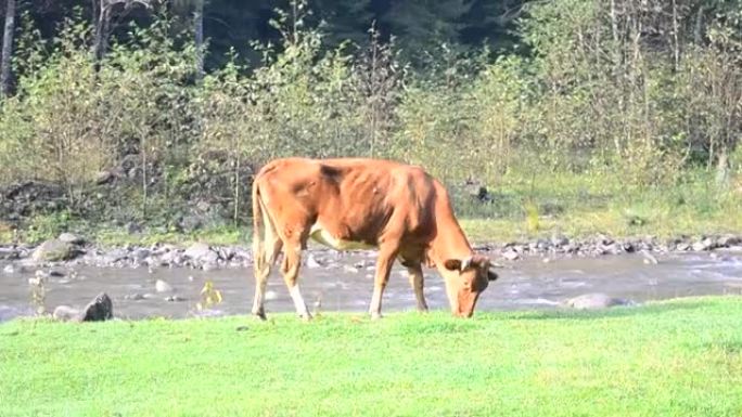 在绿色草地上放牧的奶牛